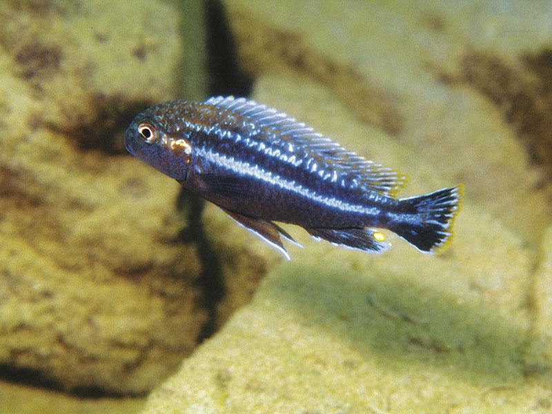 Melanochromis dialeptos 'Gome Rock'